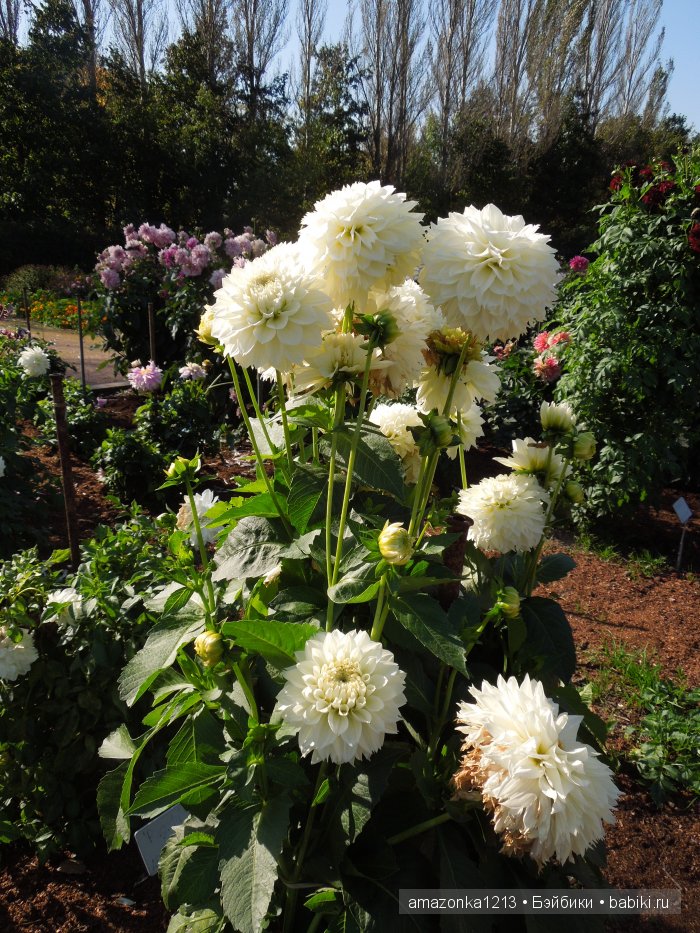 Георгины , пальмы , розы ИЛИ " мои заготовки хорошего настроения на зиму " | Бэйбики Георгины , пальмы , розы ИЛИ " мои заготовки хорошего настроения на зиму "