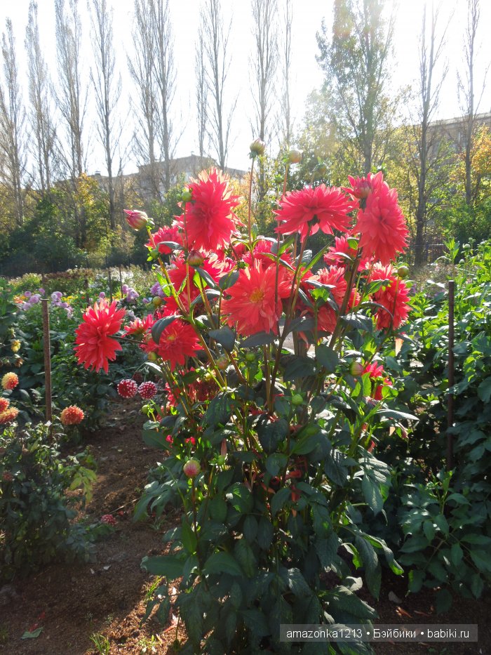 Георгины , пальмы , розы ИЛИ " мои заготовки хорошего настроения на зиму " | Бэйбики Георгины , пальмы , розы ИЛИ " мои заготовки хорошего настроения на зиму "