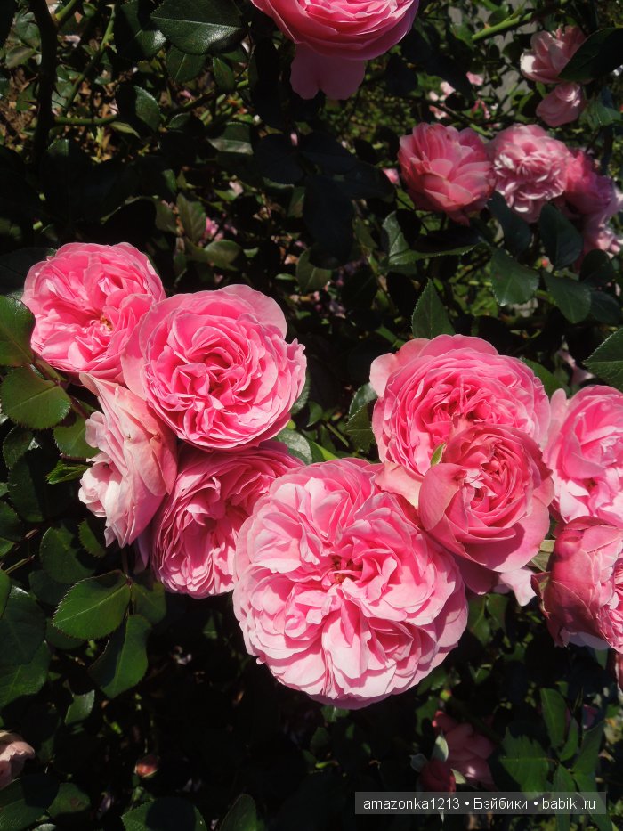 Георгины , пальмы , розы ИЛИ " мои заготовки хорошего настроения на зиму " | Бэйбики Георгины , пальмы , розы ИЛИ " мои заготовки хорошего настроения на зиму "