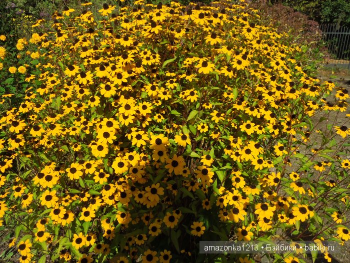 Георгины , пальмы , розы ИЛИ " мои заготовки хорошего настроения на зиму " | Бэйбики Георгины , пальмы , розы ИЛИ " мои заготовки хорошего настроения на зиму "