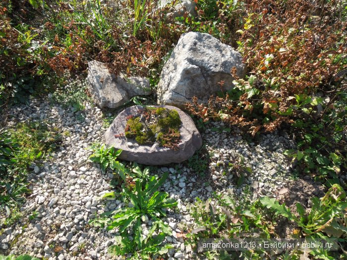 Георгины , пальмы , розы ИЛИ " мои заготовки хорошего настроения на зиму " | Бэйбики Георгины , пальмы , розы ИЛИ " мои заготовки хорошего настроения на зиму "