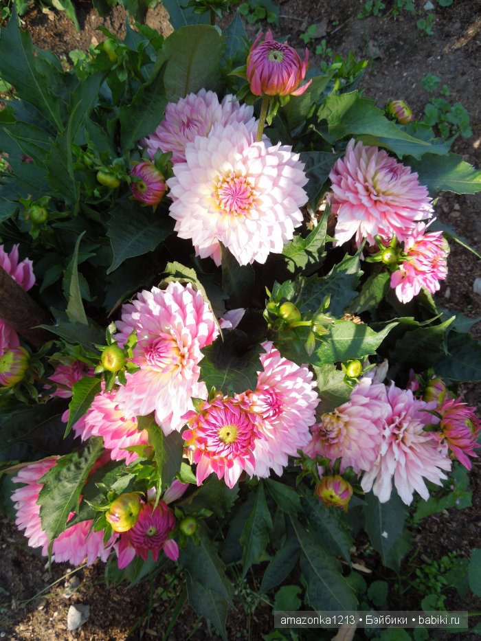 Георгины , пальмы , розы ИЛИ " мои заготовки хорошего настроения на зиму " | Бэйбики Георгины , пальмы , розы ИЛИ " мои заготовки хорошего настроения на зиму " (фото 7)