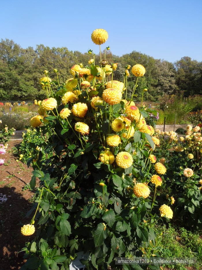 Георгины , пальмы , розы ИЛИ " мои заготовки хорошего настроения на зиму " | Бэйбики Георгины , пальмы , розы ИЛИ " мои заготовки хорошего настроения на зиму "