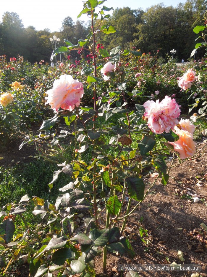 Георгины , пальмы , розы ИЛИ " мои заготовки хорошего настроения на зиму " | Бэйбики Георгины , пальмы , розы ИЛИ " мои заготовки хорошего настроения на зиму "