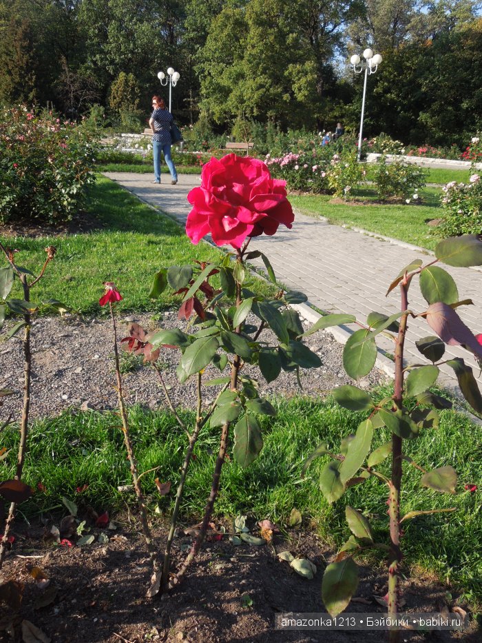 Георгины , пальмы , розы ИЛИ " мои заготовки хорошего настроения на зиму " | Бэйбики Георгины , пальмы , розы ИЛИ " мои заготовки хорошего настроения на зиму "