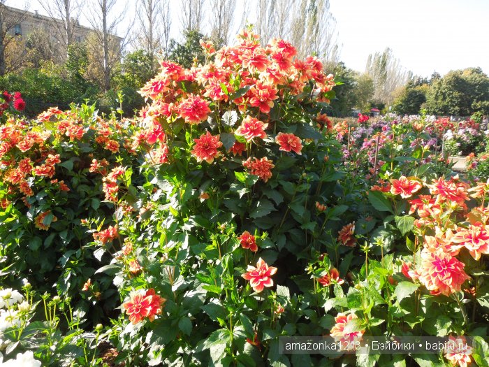 Георгины , пальмы , розы ИЛИ " мои заготовки хорошего настроения на зиму " | Бэйбики Георгины , пальмы , розы ИЛИ " мои заготовки хорошего настроения на зиму "