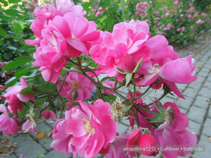 Георгины , пальмы , розы ИЛИ " мои заготовки хорошего настроения на зиму " | Бэйбики Георгины , пальмы , розы ИЛИ " мои заготовки хорошего настроения на зиму "