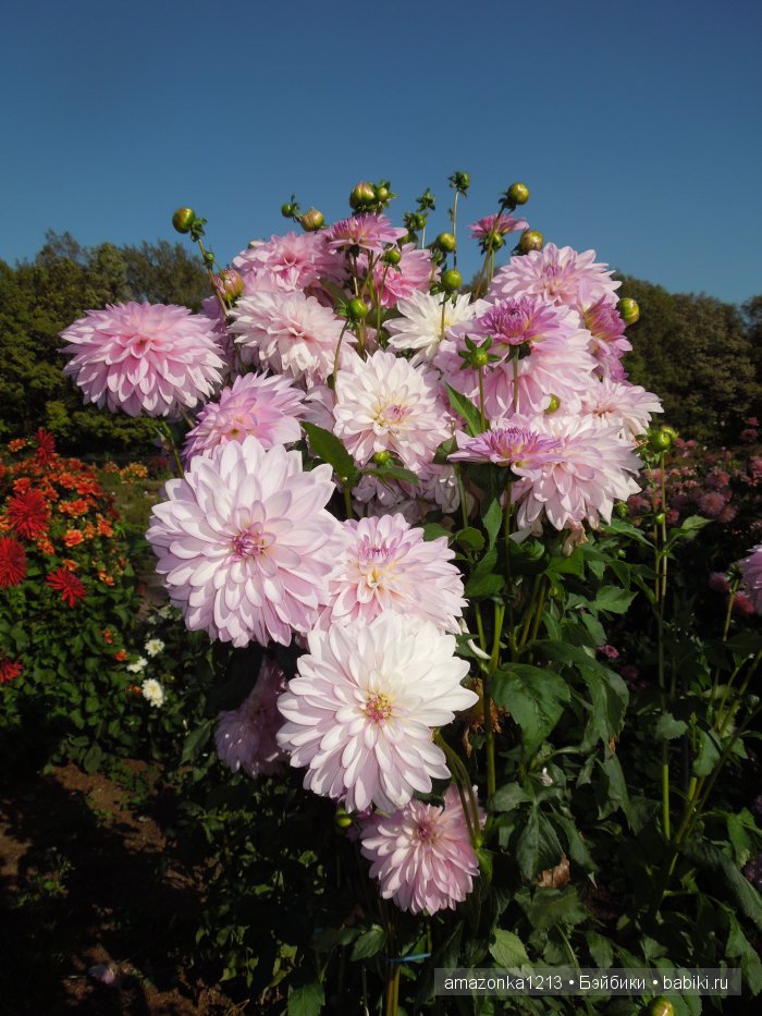 Георгины , пальмы , розы ИЛИ " мои заготовки хорошего настроения на зиму " | Бэйбики Георгины , пальмы , розы ИЛИ " мои заготовки хорошего настроения на зиму " (фото 8)