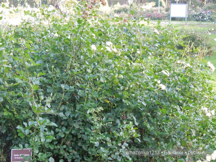 Георгины , пальмы , розы ИЛИ " мои заготовки хорошего настроения на зиму " | Бэйбики Георгины , пальмы , розы ИЛИ " мои заготовки хорошего настроения на зиму "