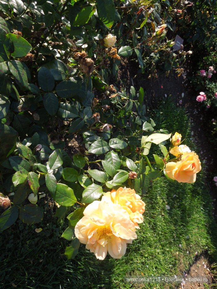 Георгины , пальмы , розы ИЛИ " мои заготовки хорошего настроения на зиму " | Бэйбики Георгины , пальмы , розы ИЛИ " мои заготовки хорошего настроения на зиму "