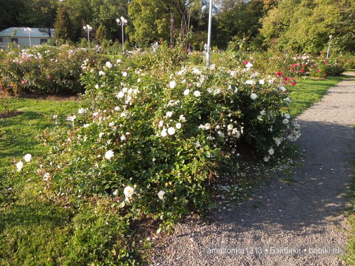 Георгины , пальмы , розы ИЛИ " мои заготовки хорошего настроения на зиму " | Бэйбики Георгины , пальмы , розы ИЛИ " мои заготовки хорошего настроения на зиму "