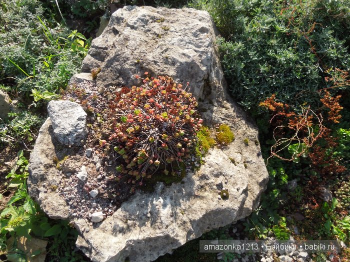 Георгины , пальмы , розы ИЛИ " мои заготовки хорошего настроения на зиму " | Бэйбики Георгины , пальмы , розы ИЛИ " мои заготовки хорошего настроения на зиму "