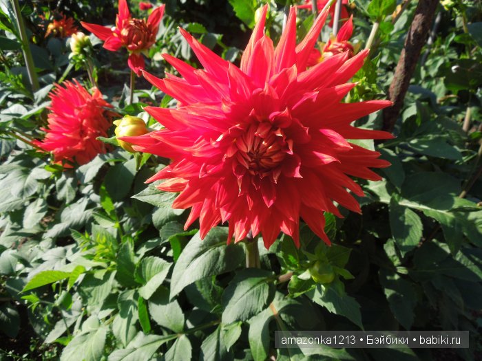 Георгины , пальмы , розы ИЛИ " мои заготовки хорошего настроения на зиму " | Бэйбики Георгины , пальмы , розы ИЛИ " мои заготовки хорошего настроения на зиму "