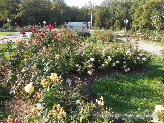 Георгины , пальмы , розы ИЛИ " мои заготовки хорошего настроения на зиму " | Бэйбики Георгины , пальмы , розы ИЛИ " мои заготовки хорошего настроения на зиму "