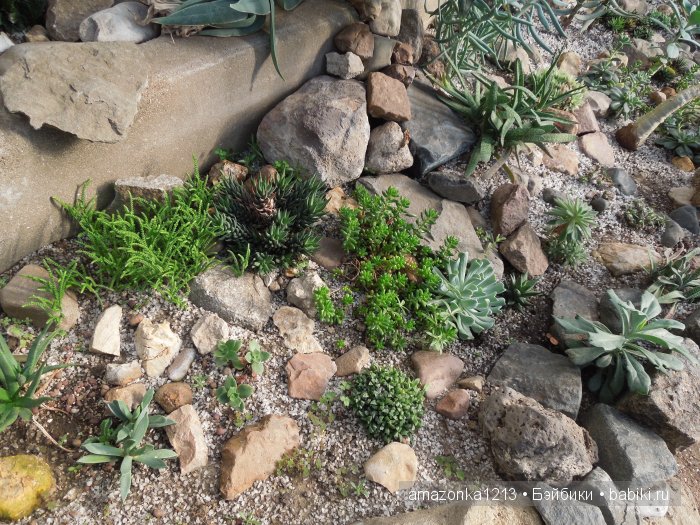 Георгины , пальмы , розы ИЛИ " мои заготовки хорошего настроения на зиму " | Бэйбики Георгины , пальмы , розы ИЛИ " мои заготовки хорошего настроения на зиму "