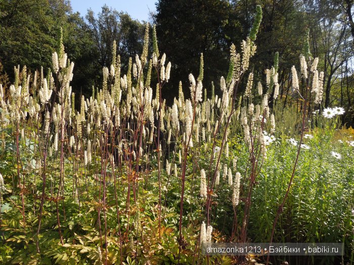 Георгины , пальмы , розы ИЛИ " мои заготовки хорошего настроения на зиму " | Бэйбики Георгины , пальмы , розы ИЛИ " мои заготовки хорошего настроения на зиму "