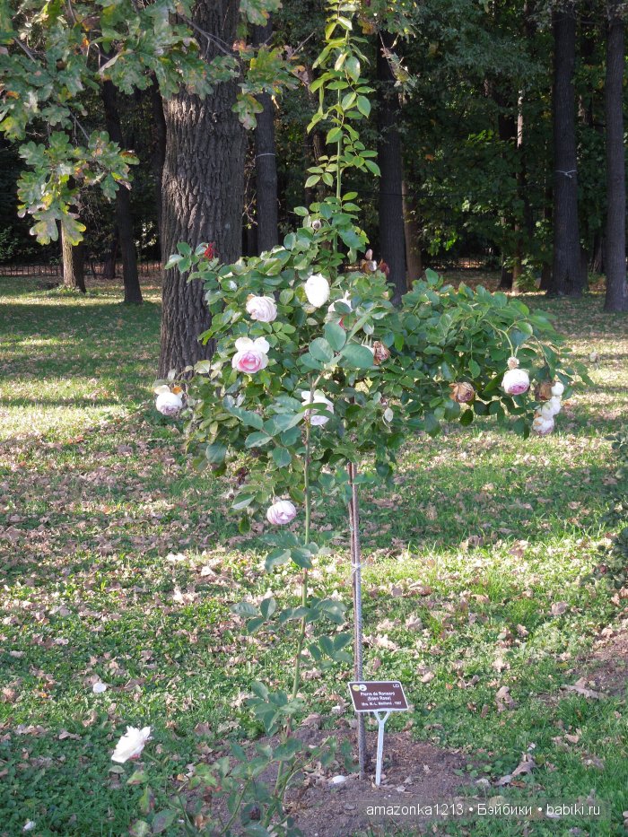 Георгины , пальмы , розы ИЛИ " мои заготовки хорошего настроения на зиму " | Бэйбики Георгины , пальмы , розы ИЛИ " мои заготовки хорошего настроения на зиму "