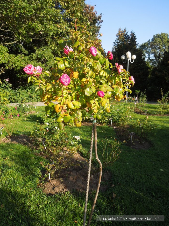 Георгины , пальмы , розы ИЛИ " мои заготовки хорошего настроения на зиму " | Бэйбики Георгины , пальмы , розы ИЛИ " мои заготовки хорошего настроения на зиму "