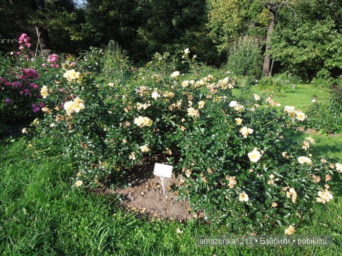 Георгины , пальмы , розы ИЛИ " мои заготовки хорошего настроения на зиму " | Бэйбики Георгины , пальмы , розы ИЛИ " мои заготовки хорошего настроения на зиму "