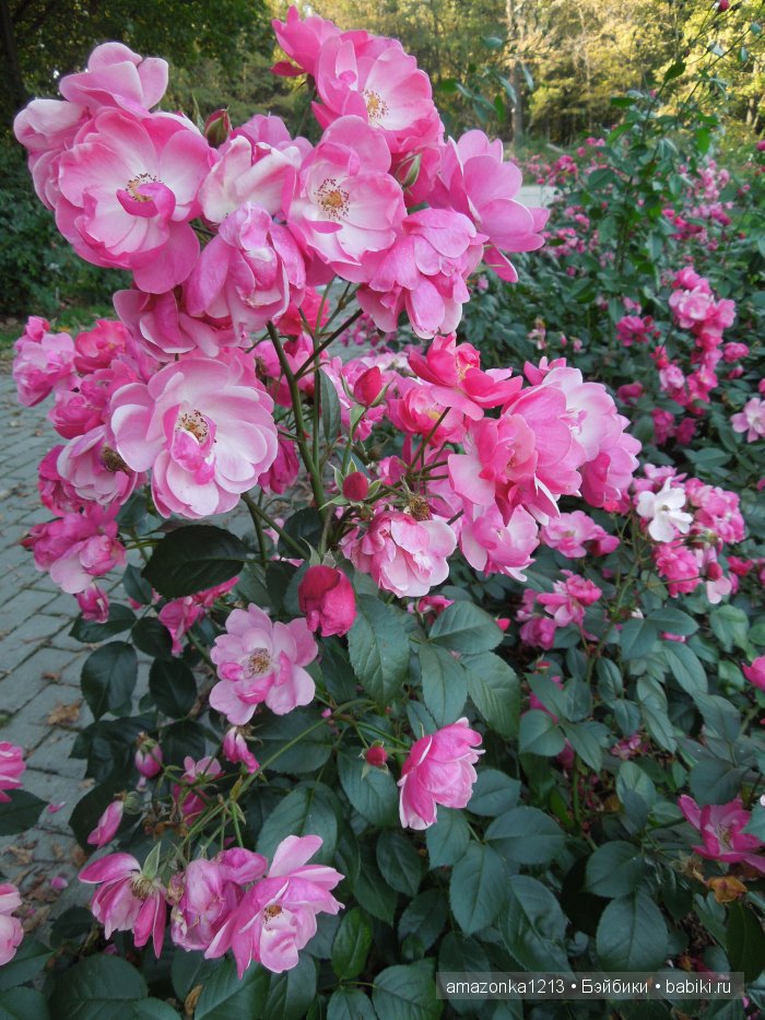 Георгины , пальмы , розы ИЛИ " мои заготовки хорошего настроения на зиму " | Бэйбики Георгины , пальмы , розы ИЛИ " мои заготовки хорошего настроения на зиму "