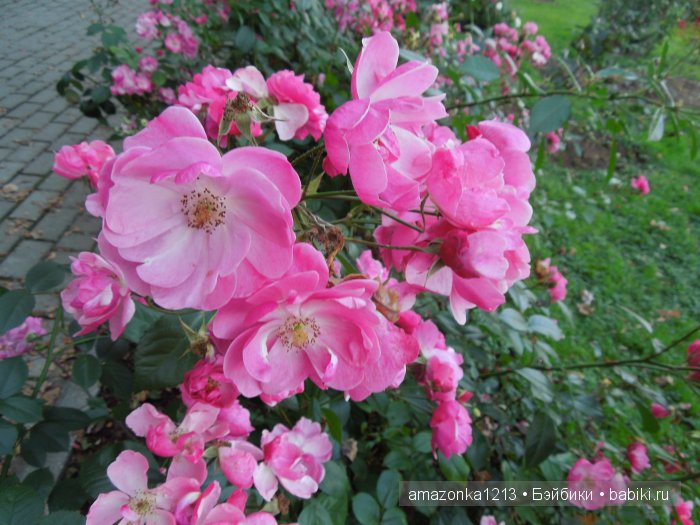 Георгины , пальмы , розы ИЛИ " мои заготовки хорошего настроения на зиму " | Бэйбики Георгины , пальмы , розы ИЛИ " мои заготовки хорошего настроения на зиму "