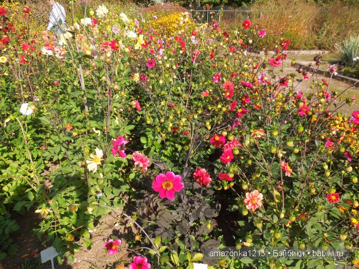 Георгины , пальмы , розы ИЛИ " мои заготовки хорошего настроения на зиму " | Бэйбики Георгины , пальмы , розы ИЛИ " мои заготовки хорошего настроения на зиму "