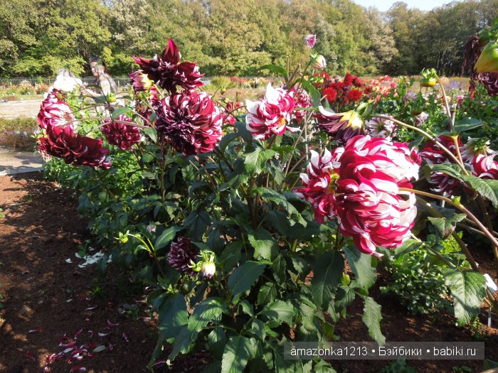 Георгины , пальмы , розы ИЛИ " мои заготовки хорошего настроения на зиму " | Бэйбики Георгины , пальмы , розы ИЛИ " мои заготовки хорошего настроения на зиму " (фото 4)