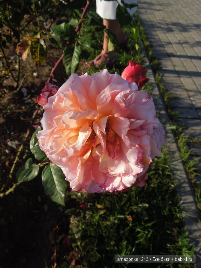 Георгины , пальмы , розы ИЛИ " мои заготовки хорошего настроения на зиму " | Бэйбики Георгины , пальмы , розы ИЛИ " мои заготовки хорошего настроения на зиму "