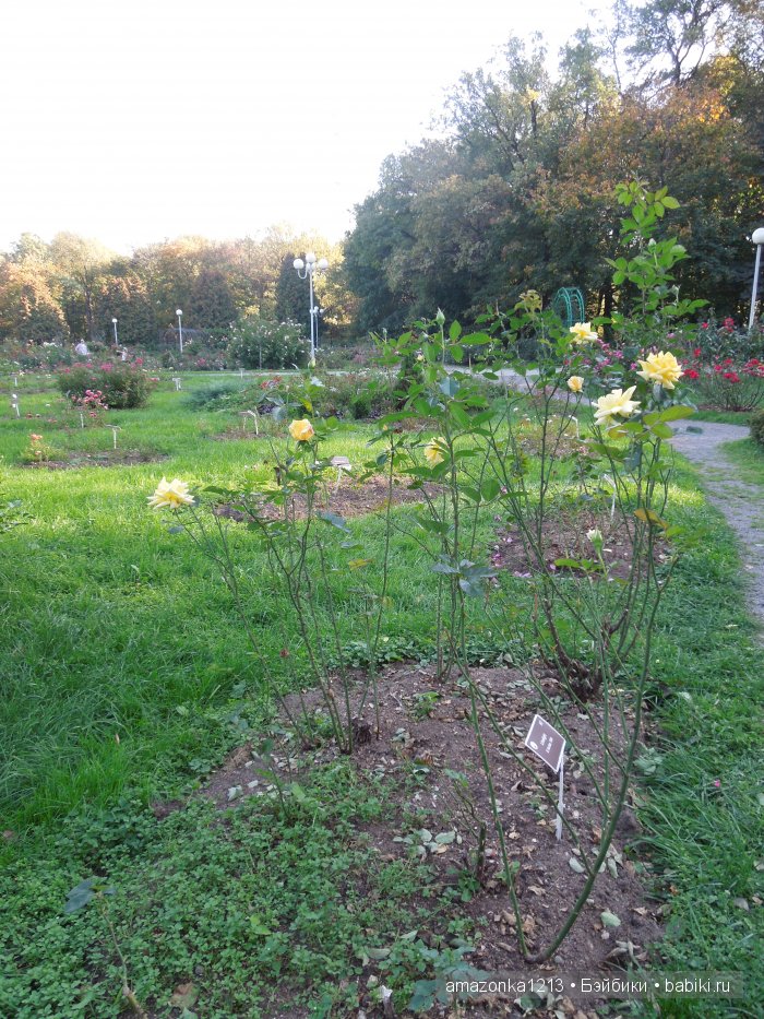 Георгины , пальмы , розы ИЛИ " мои заготовки хорошего настроения на зиму " | Бэйбики Георгины , пальмы , розы ИЛИ " мои заготовки хорошего настроения на зиму "