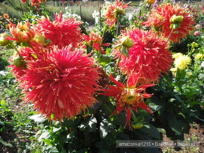 Георгины , пальмы , розы ИЛИ " мои заготовки хорошего настроения на зиму " | Бэйбики Георгины , пальмы , розы ИЛИ " мои заготовки хорошего настроения на зиму "