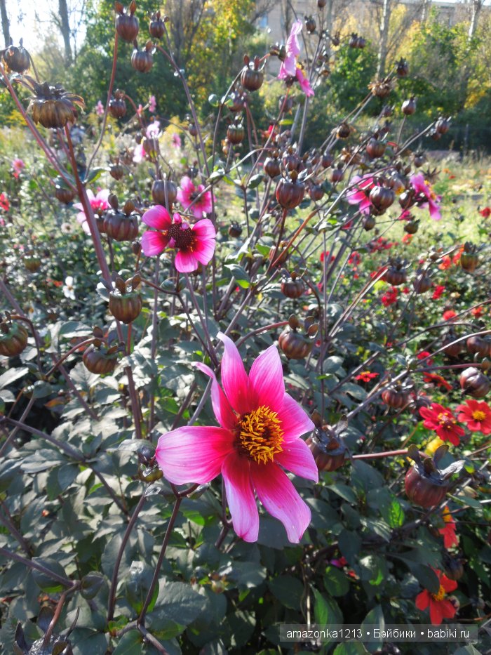 Георгины , пальмы , розы ИЛИ " мои заготовки хорошего настроения на зиму " | Бэйбики Георгины , пальмы , розы ИЛИ " мои заготовки хорошего настроения на зиму "