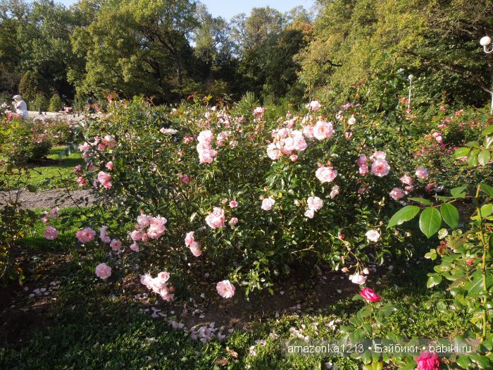 Георгины , пальмы , розы ИЛИ " мои заготовки хорошего настроения на зиму " | Бэйбики Георгины , пальмы , розы ИЛИ " мои заготовки хорошего настроения на зиму "