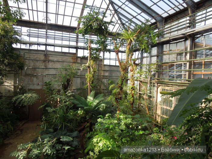 Георгины , пальмы , розы ИЛИ " мои заготовки хорошего настроения на зиму " | Бэйбики Георгины , пальмы , розы ИЛИ " мои заготовки хорошего настроения на зиму "