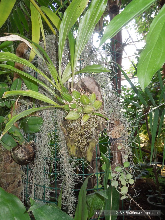 Георгины , пальмы , розы ИЛИ " мои заготовки хорошего настроения на зиму " | Бэйбики Георгины , пальмы , розы ИЛИ " мои заготовки хорошего настроения на зиму "