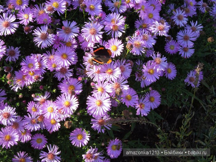 Георгины , пальмы , розы ИЛИ " мои заготовки хорошего настроения на зиму " | Бэйбики Георгины , пальмы , розы ИЛИ " мои заготовки хорошего настроения на зиму "