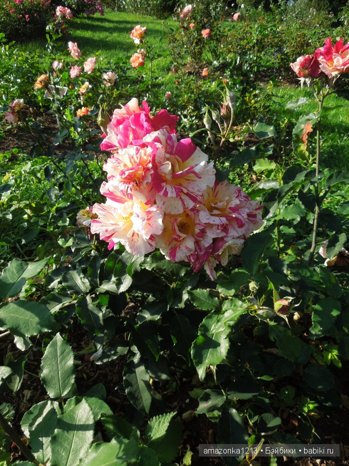 Георгины , пальмы , розы ИЛИ " мои заготовки хорошего настроения на зиму " | Бэйбики Георгины , пальмы , розы ИЛИ " мои заготовки хорошего настроения на зиму "