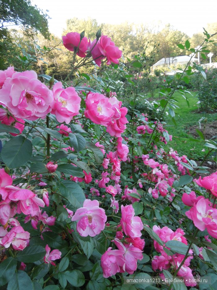 Георгины , пальмы , розы ИЛИ " мои заготовки хорошего настроения на зиму " | Бэйбики Георгины , пальмы , розы ИЛИ " мои заготовки хорошего настроения на зиму "