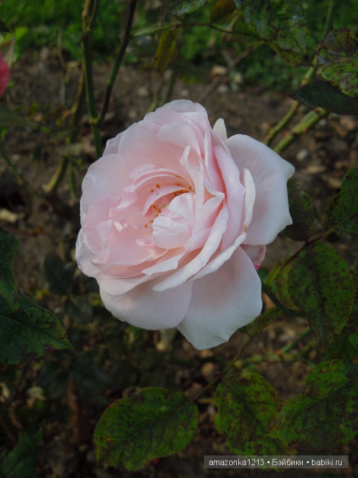 Георгины , пальмы , розы ИЛИ " мои заготовки хорошего настроения на зиму " | Бэйбики Георгины , пальмы , розы ИЛИ " мои заготовки хорошего настроения на зиму "