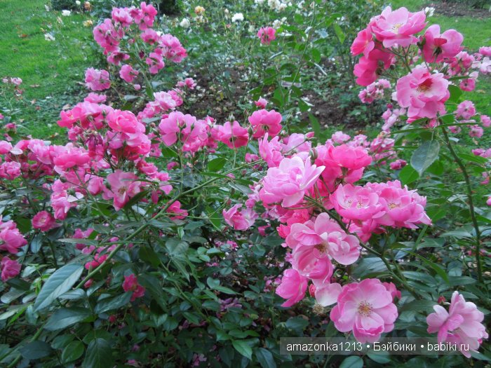 Георгины , пальмы , розы ИЛИ " мои заготовки хорошего настроения на зиму " | Бэйбики Георгины , пальмы , розы ИЛИ " мои заготовки хорошего настроения на зиму "