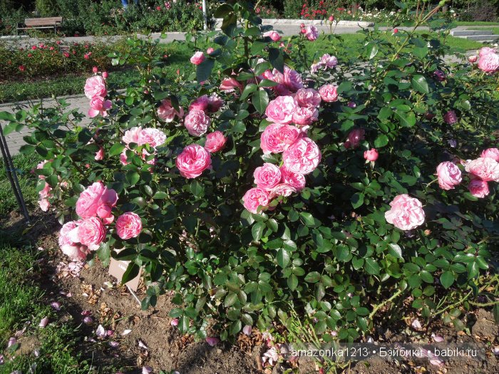 Георгины , пальмы , розы ИЛИ " мои заготовки хорошего настроения на зиму " | Бэйбики Георгины , пальмы , розы ИЛИ " мои заготовки хорошего настроения на зиму "