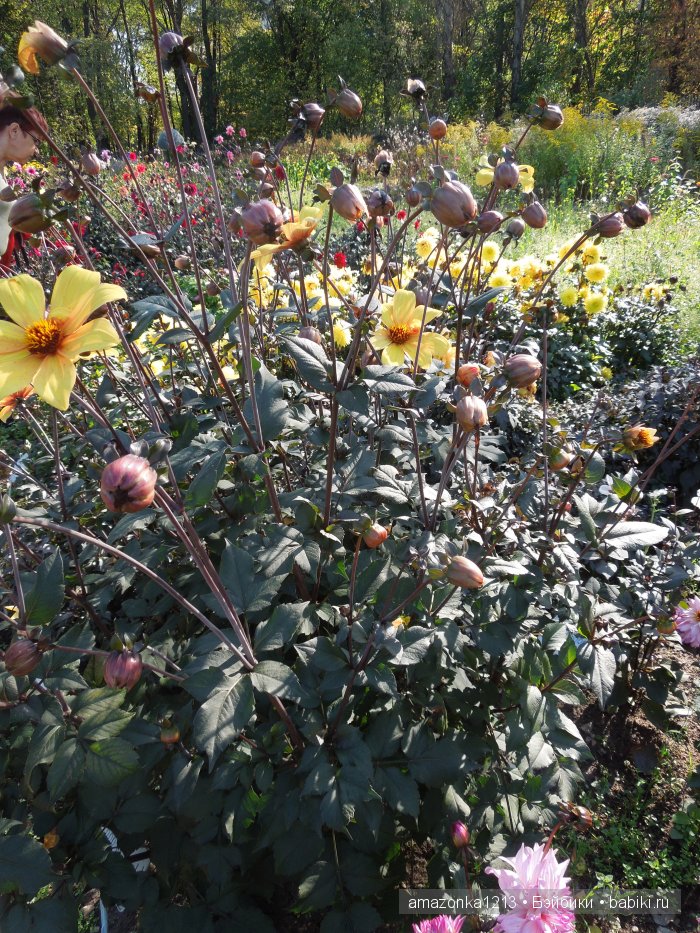 Георгины , пальмы , розы ИЛИ " мои заготовки хорошего настроения на зиму " | Бэйбики Георгины , пальмы , розы ИЛИ " мои заготовки хорошего настроения на зиму "