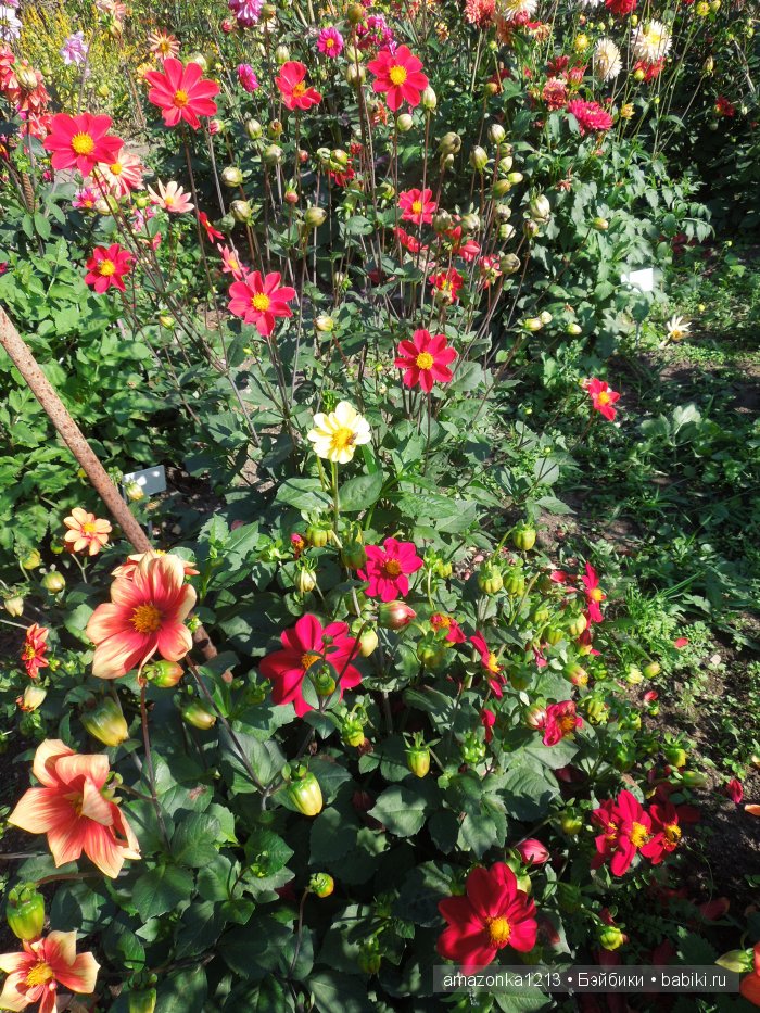 Георгины , пальмы , розы ИЛИ " мои заготовки хорошего настроения на зиму " | Бэйбики Георгины , пальмы , розы ИЛИ " мои заготовки хорошего настроения на зиму "