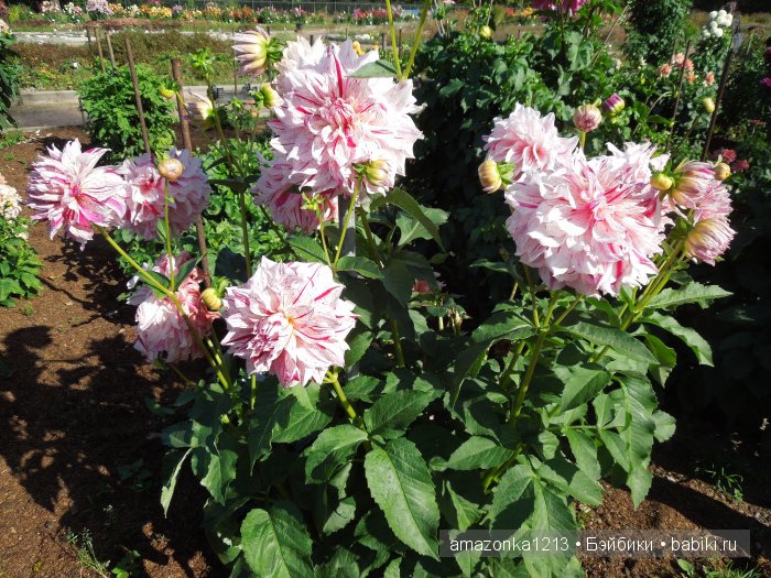 Георгины , пальмы , розы ИЛИ " мои заготовки хорошего настроения на зиму " | Бэйбики Георгины , пальмы , розы ИЛИ " мои заготовки хорошего настроения на зиму " (фото 3)