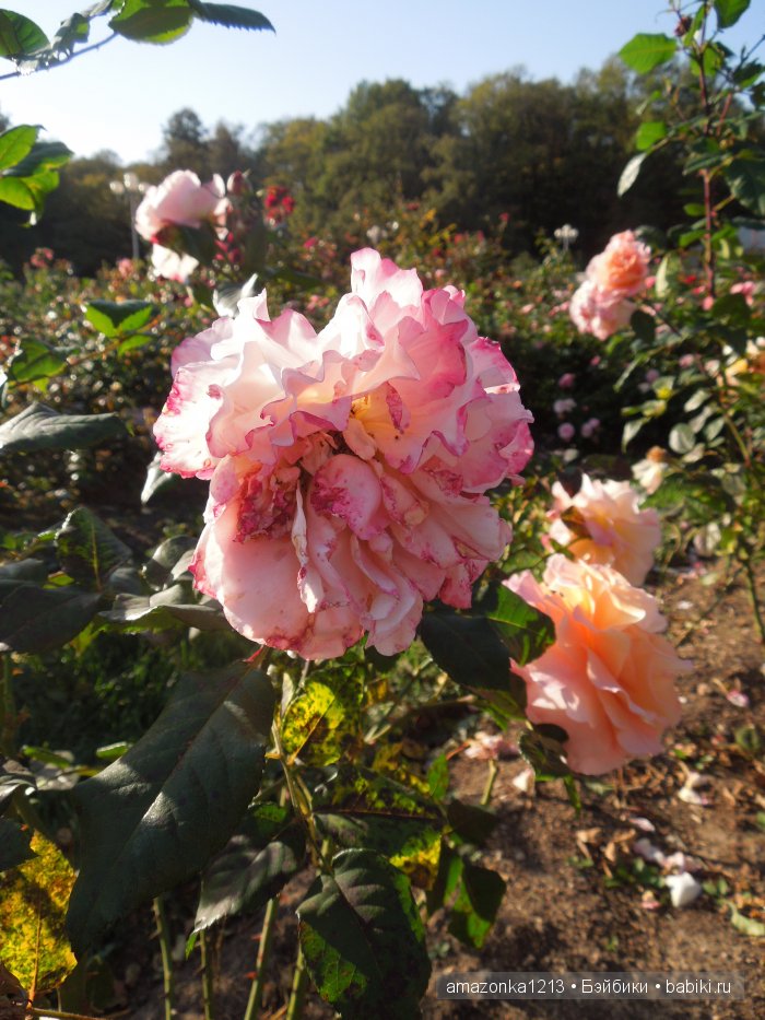 Георгины , пальмы , розы ИЛИ " мои заготовки хорошего настроения на зиму " | Бэйбики Георгины , пальмы , розы ИЛИ " мои заготовки хорошего настроения на зиму "