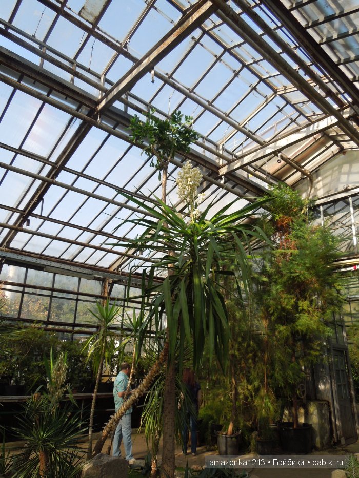 Георгины , пальмы , розы ИЛИ " мои заготовки хорошего настроения на зиму " | Бэйбики Георгины , пальмы , розы ИЛИ " мои заготовки хорошего настроения на зиму "