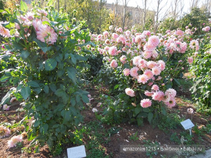 Георгины , пальмы , розы ИЛИ " мои заготовки хорошего настроения на зиму " | Бэйбики Георгины , пальмы , розы ИЛИ " мои заготовки хорошего настроения на зиму "