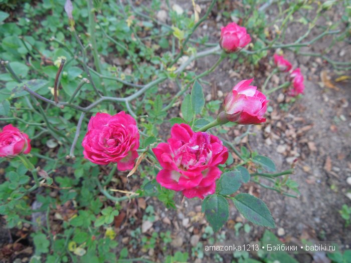 Георгины , пальмы , розы ИЛИ " мои заготовки хорошего настроения на зиму " | Бэйбики Георгины , пальмы , розы ИЛИ " мои заготовки хорошего настроения на зиму "