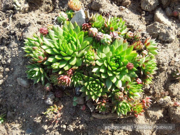 Георгины , пальмы , розы ИЛИ " мои заготовки хорошего настроения на зиму " | Бэйбики Георгины , пальмы , розы ИЛИ " мои заготовки хорошего настроения на зиму "