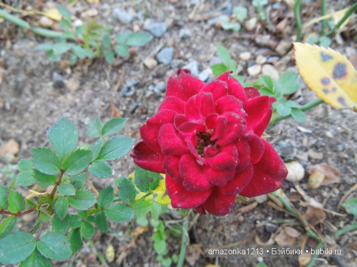 Георгины , пальмы , розы ИЛИ " мои заготовки хорошего настроения на зиму " | Бэйбики Георгины , пальмы , розы ИЛИ " мои заготовки хорошего настроения на зиму "