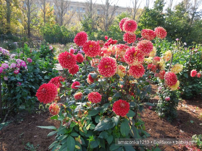 Георгины , пальмы , розы ИЛИ " мои заготовки хорошего настроения на зиму " | Бэйбики Георгины , пальмы , розы ИЛИ " мои заготовки хорошего настроения на зиму "